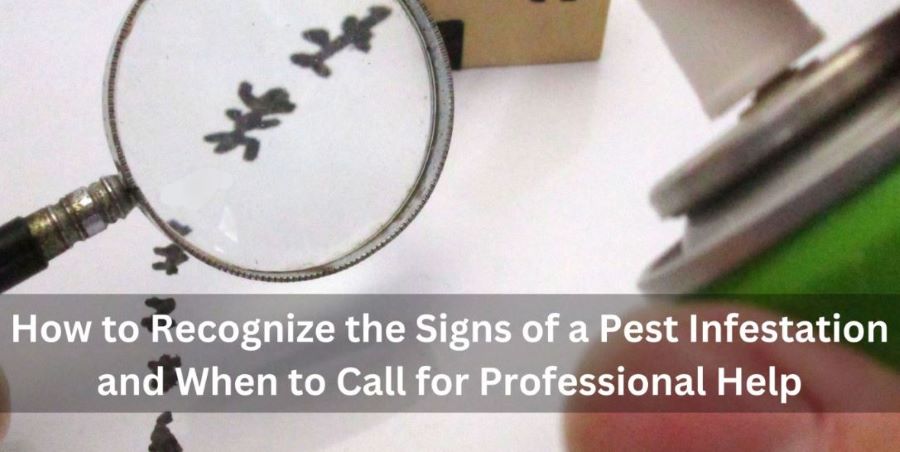 How to Recognize the Signs of a Pest Infestation