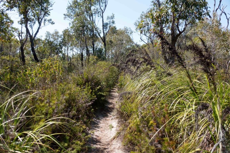 A section of the Cooloola Great Walk. Picture: Shutterstock